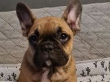 À vendre : 2 chiots Bouledogues Français non LOF fauves mâles