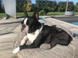 Boston Terrier disponible pour saillie