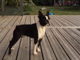 Boston Terrier disponible pour saillie