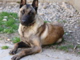 A adopter : Koba, mâle Berger Belge Malinois âgé d'un an de couleur charbonné