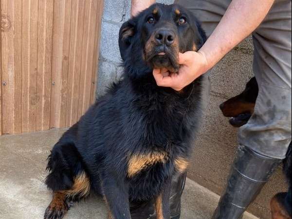 À vendre, chien mâle Beauceron arlequin âgé d’un an (LOF)