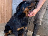Vente d’une chienne Beauceron noir et feu âgée d’un an (LOF)