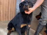 Vente d’une chienne Beauceron noir et feu âgée d’un an (LOF)