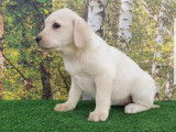 À vendre, chiot Labrador Retriever femelle de couleur sable (LOF)
