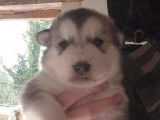À réserver, chiots Malamutes d'Alaska gris (LOF)