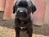 &Agrave; r&eacute;server : deux chiots Cane Corso m&acirc;les noirs (LOF)