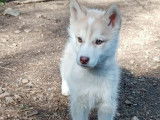 4 chiots Husky de Sibérie bicolores (LOF) à réserver