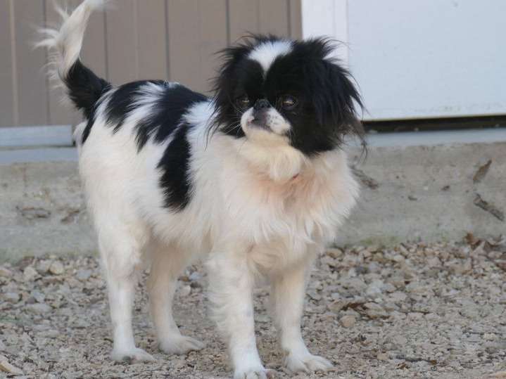 À vendre : chienne Épagneul Japonaise noire et blanche âgée de 3 ans (LOF)