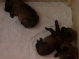Vente de chiots Bergers Belges Malinois fauves bring&eacute;s (LOF)