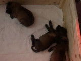 Vente de chiots Bergers Belges Malinois fauves bring&eacute;s (LOF)