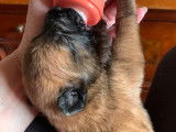 Vente de chiots Bergers Belges Malinois fauves bring&eacute;s (LOF)