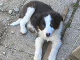 Chiot femelle Border Collie bicolore non LOF disponible à l'achat