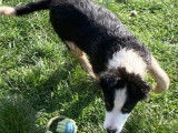 Chiot femelle Border Collie bicolore non LOF disponible à l'achat