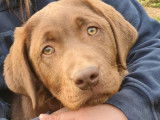 9 chiots Labradors au pelage chocolat à réserver (LOF)