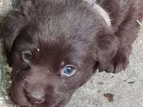 À acheter : un chiot mâle Labrador LOF au pelage chocolat