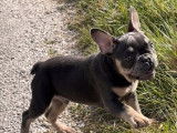 Chiot mâle Bouledogue Français exotique bleu non LOF à acheter