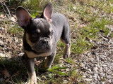 Chiot mâle Bouledogue Français exotique bleu non LOF à acheter