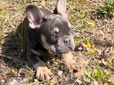 Chiot mâle Bouledogue Français exotique bleu non LOF à acheter