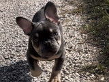 Chiot mâle Bouledogue Français exotique bleu non LOF à acheter