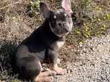 Chiot mâle Bouledogue Français exotique bleu non LOF à acheter