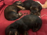 3 chiots Teckels à poil long LOF disponibles à la réservation