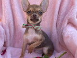 &Agrave; acheter : un chiot femelle Chihuahua noire et feu non LOF