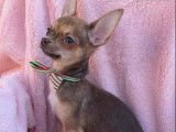 &Agrave; acheter : un chiot femelle Chihuahua noire et feu non LOF