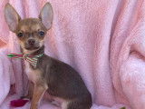 &Agrave; acheter : un chiot femelle Chihuahua noire et feu non LOF