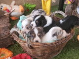 4 chiots Bergers Américains Miniatures LOF à réserver