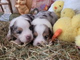 4 chiots Bergers Américains Miniatures LOF à réserver