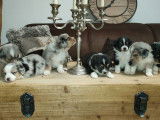 4 chiots Bergers Américains Miniatures LOF à réserver
