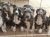 4 chiots Amstaff LOF disponibles