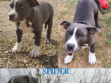 4 chiots Amstaff LOF disponibles