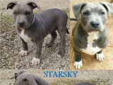 4 chiots Amstaff LOF disponibles