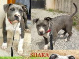 4 chiots Amstaff LOF disponibles