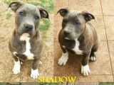 4 chiots Amstaff LOF disponibles