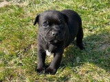4 chiots mâles Staffie LOF à réserver