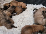 9 chiots Cairn Terrier LOF &agrave; r&eacute;server