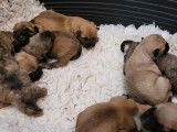9 chiots Cairn Terrier LOF &agrave; r&eacute;server