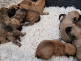 9 chiots Cairn Terrier LOF &agrave; r&eacute;server