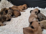 9 chiots Cairn Terrier LOF &agrave; r&eacute;server