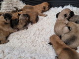 9 chiots Cairn Terrier LOF &agrave; r&eacute;server