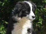 &Agrave; vendre, chiot Border Collie m&acirc;le noir et blanc (LOF)