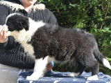 &Agrave; vendre, chiot Border Collie m&acirc;le noir et blanc (LOF)