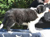 &Agrave; vendre, chiot Border Collie m&acirc;le noir et blanc (LOF)