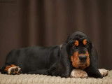 Chiot Basset Hound à vendre
