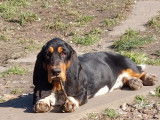 Chiot Basset Hound à vendre
