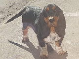 Chiot Basset Hound à vendre