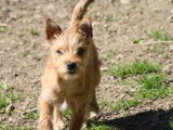 Chiot croisé Terrier à placer