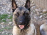 Mâle Malinois à placer